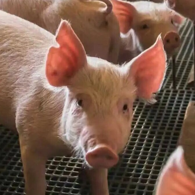 有一种复方阿莫西林叫阿莫-硫黏