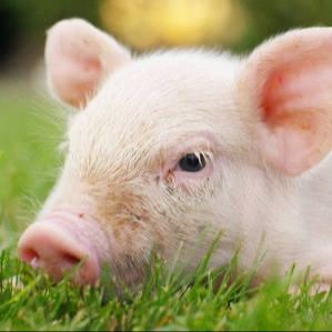 2026年02月06日仔猪价格行情走势