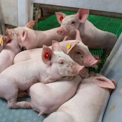 猪场常用兽药的应用汇总建议收藏