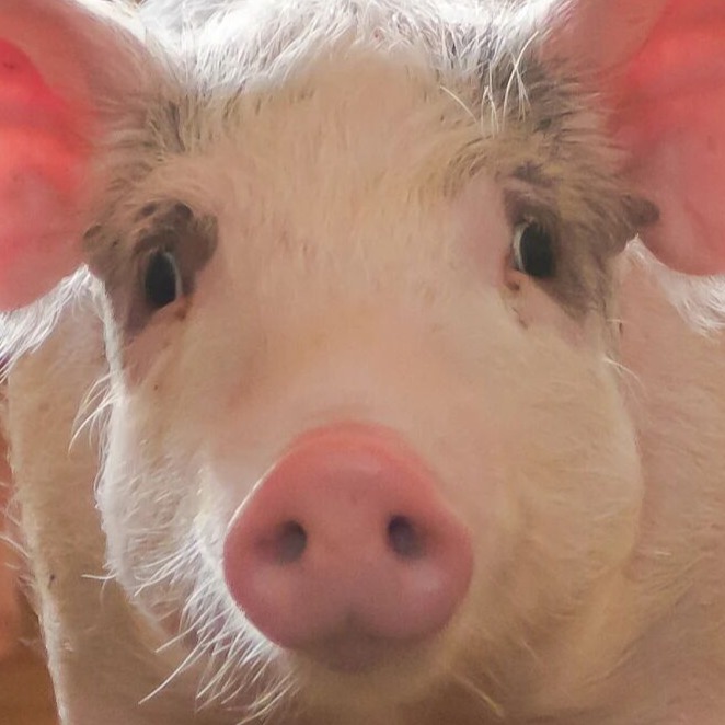 猪群咳嗽喘气发烧具体用药