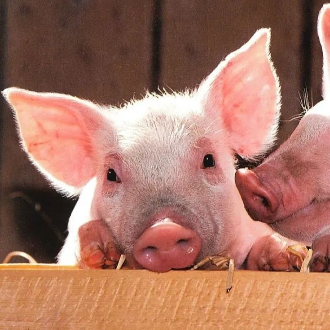 兽药知识 | 黄芪多糖的优劣和真假鉴别