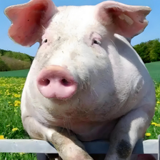 比替米考星还好用的一款&ldquo;神药&rdquo;，抑制猪蓝耳病毒效果好！