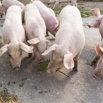 非瘟病毒有哪些弱点？怕高温、怕强酸强碱、怕干燥