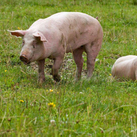 建好猪舍才好养猪！开放式、大棚式、封闭式怎么选？