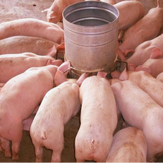 现代化猪场建设三大关键：控温、防疫、采暖设计