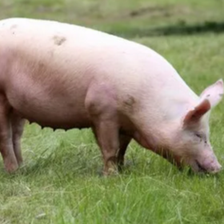 致命真相！非洲猪瘟疫苗难研发，竟是因为免疫细胞早期被&ldquo;团灭&rdquo;