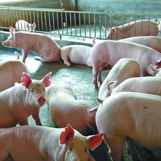 猪场科学消毒实操指南