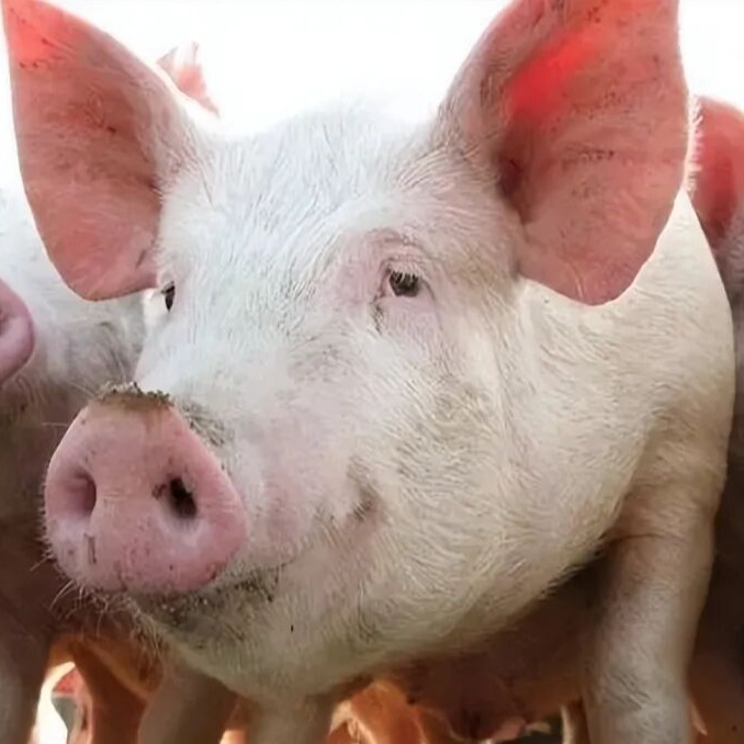 猪价连跌3天跌回12元！更坏消息传来，又有利空冲击市场！