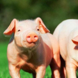 猪场生物安全五大管控要点，缺一不可！