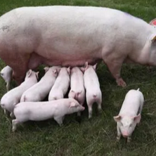 猪首次打猪瘟疫苗，什么时间最好？