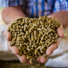 表观完好也可能发霉！饲料玉米选购避坑指南