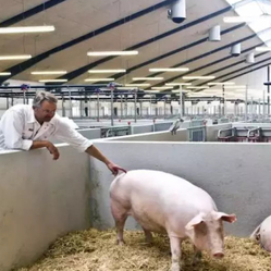 冬季养猪&ldquo;防病经&rdquo;：五招让猪场安稳过冬！