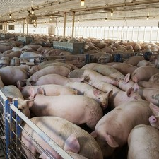 进口成本抬升 + 需求疲软，猪肉进口市场难改下行趋势