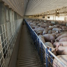 涨了，涨了，猪价上涨&ldquo;猛抬头&rdquo;！附最新行情