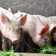 什么是猪粮比？猪粮比5：1是什么意思？两个维度告诉你