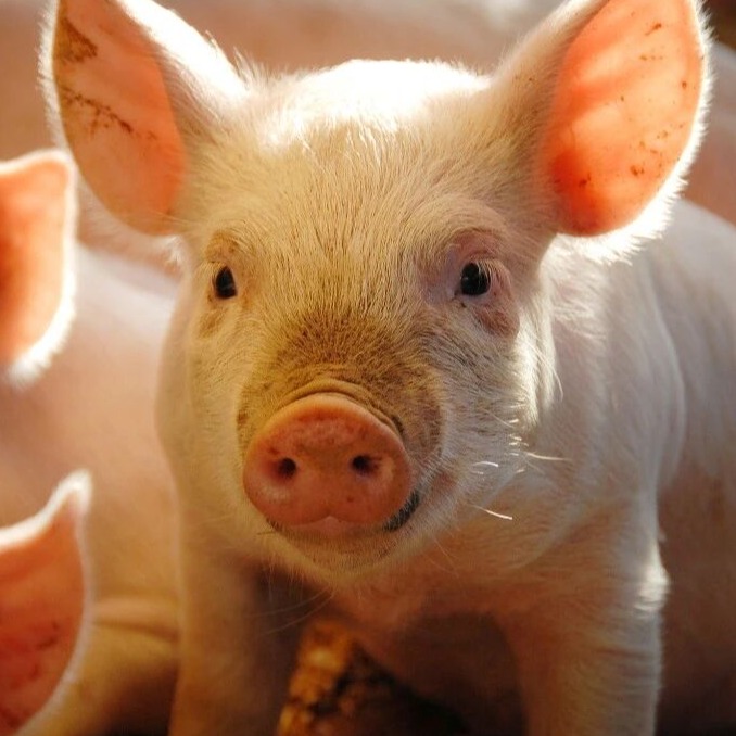 寒潮来袭！养好仔猪的这些关键点，建议收藏备用