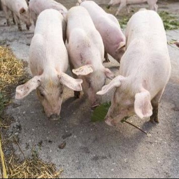 生殖激素配合应用全攻略，帮你解决繁殖难题！