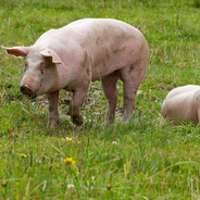 饲料越稀越易消化？揭秘养猪4大误区