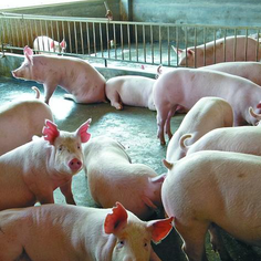 泰妙菌素治疗回肠炎效果好，原因大揭秘！