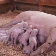 养猪秘籍大公开：从日常管理到紧急处置全攻略！