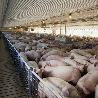 猪传染性胃肠炎防控全攻略：从生物安全都中西药防治都在这里了！