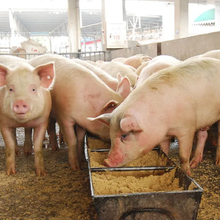 2026猪价拐点已确认！养户如何踩准补栏节奏？答案：年前补栏