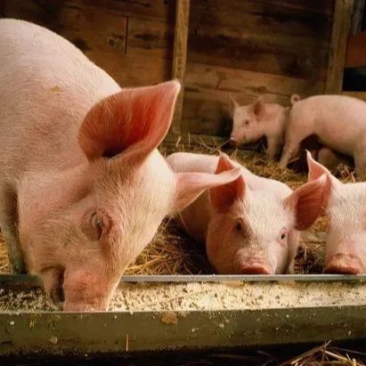   注意！养猪人必看：5月1日截止！这张证再不开，猪真要烂在圈里了！