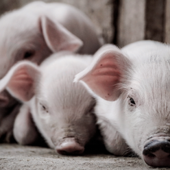 重磅！2026年中央一号文件为猪业定调：综合调控稳产能，饲料、养殖企业迎新机遇