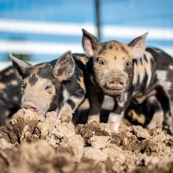   猪支原体肺炎的诊断技术与防控措施