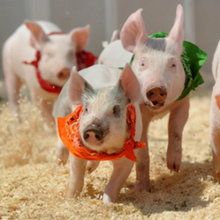 猪发烧分两类，你能分清吗？