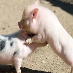 养猪必备技能，3招抢救小猪生命！