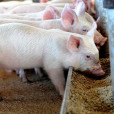 秋冬季仔猪腹泻慎用抗菌素！