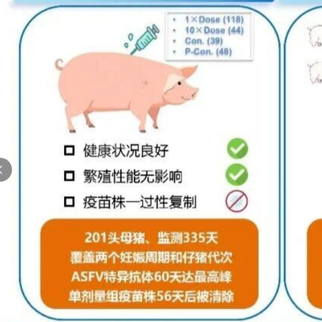 再传好消息！哈兽研&ldquo;非瘟缺失减毒活疫苗&rdquo;，临床试验结果也出炉了！