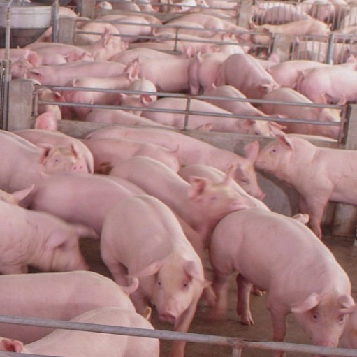 母猪产后消炎用药配方（全文干货）！