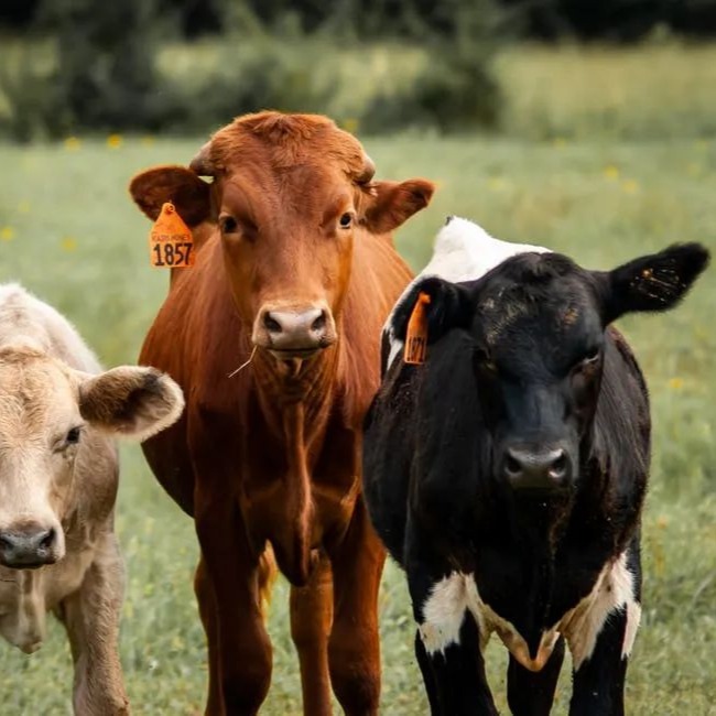 牛缺镁是什么症状？牛吃什么食物可以补镁元素？