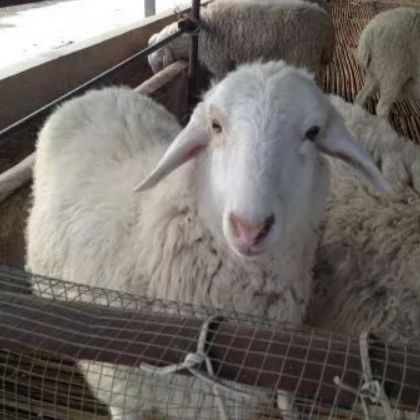 舍饲羊多发病原因及防治