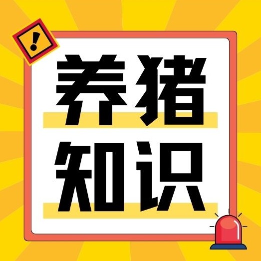 长白猪、大白猪如何本土化改良，推动我国养猪业升级？