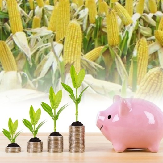 节前生猪承压，全国均价小幅回落〡玉米