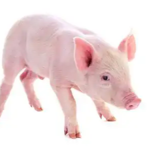 科学选择断奶时机，掌握关键操作技术