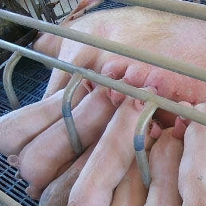 后备母猪配种最佳时间