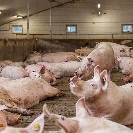 育肥猪合理分群方法