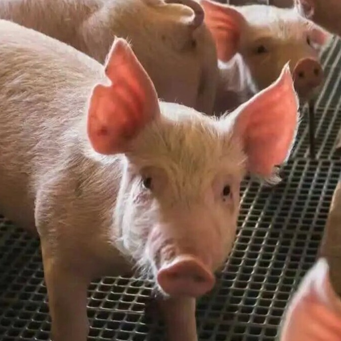 如何减轻混群打架应激