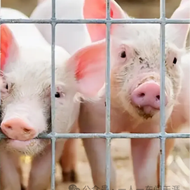 外购仔猪容易被忽略掉的水土不服