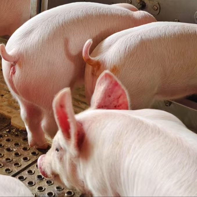 养猪，如何抠钱出来？