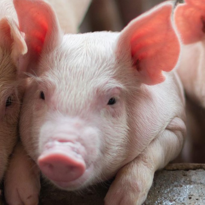 后备公猪的饲养管理要点