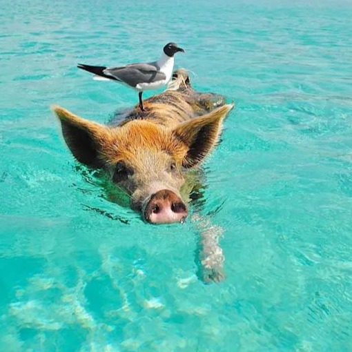 涨涨涨！海大、新希望、安佑等纷纷涨价！1月猪企销售简报出炉....