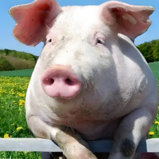 重大变化！2026生猪&ldquo;调控新政&rdquo;亮相，头部企业将面临&ldquo;生产备案管理&rdquo;