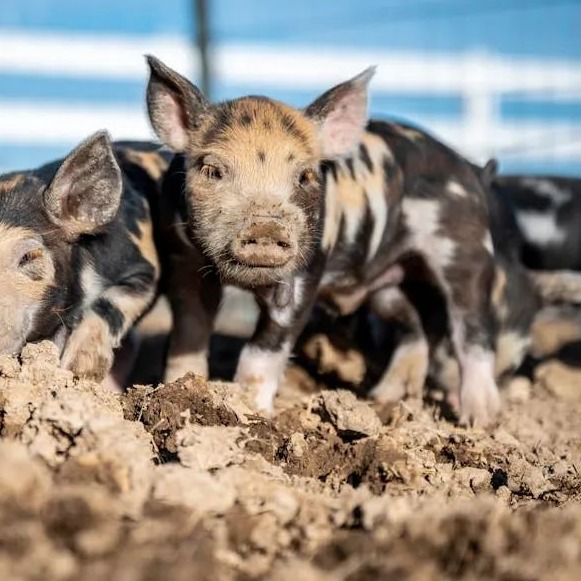 猪高烧不退怎么办？三大猪病鉴别与综合防治！