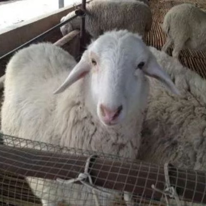 孕羊怎么驱虫？各位羊倌瞧真了！