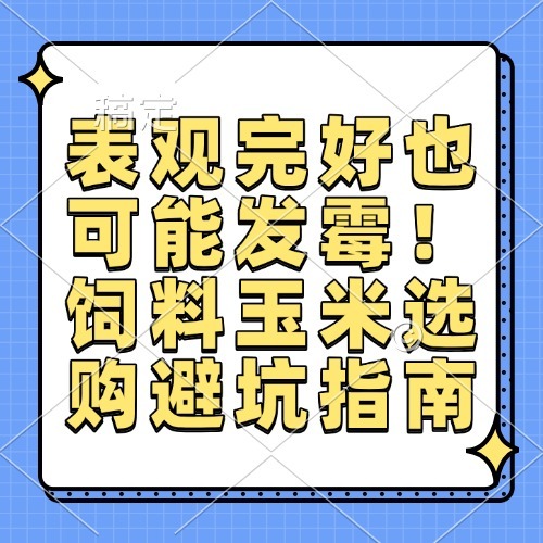 表观完好也可能发霉！饲料玉米选购避坑指南
